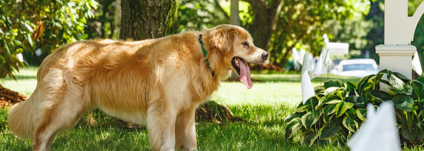 DogWatch of Alaska, Anchorage, Alaska | Outdoor Hidden Dog Fences Slider Image